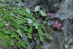 Sanguisorba magnifica