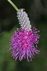 Sanguisorba magnifica