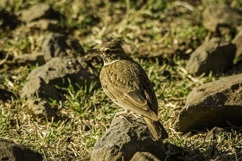 Thekla's Lark