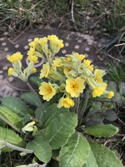 Primula × polyantha