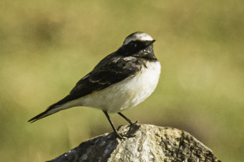 Pied Wheatear