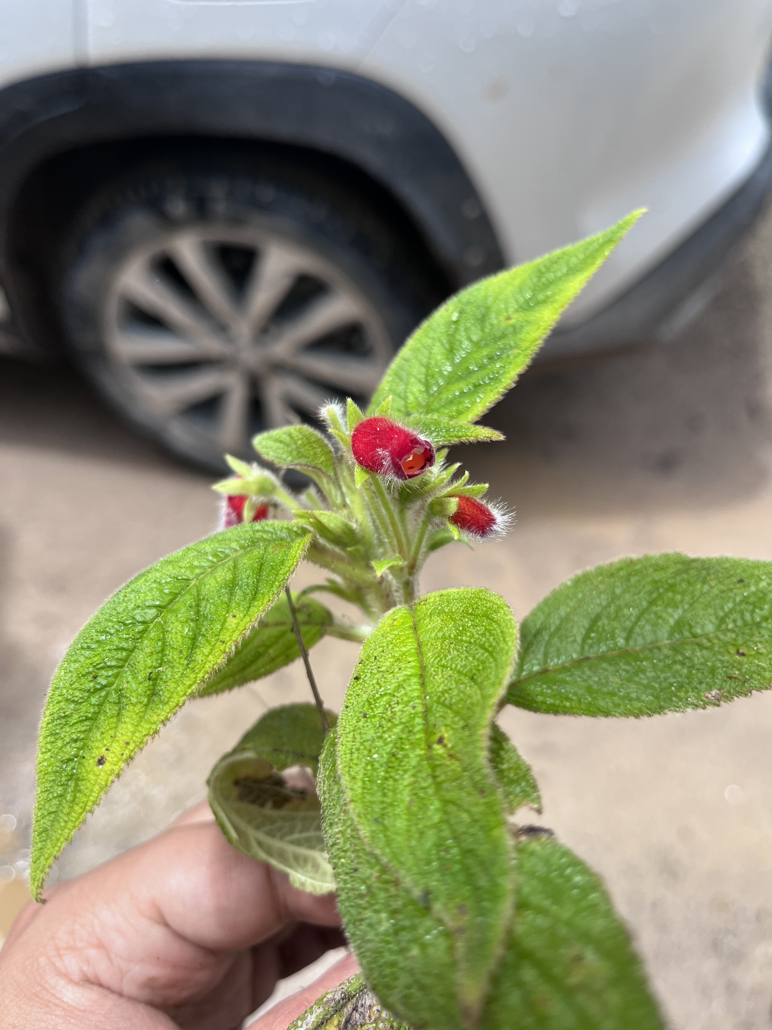 Pearcea hispidissima