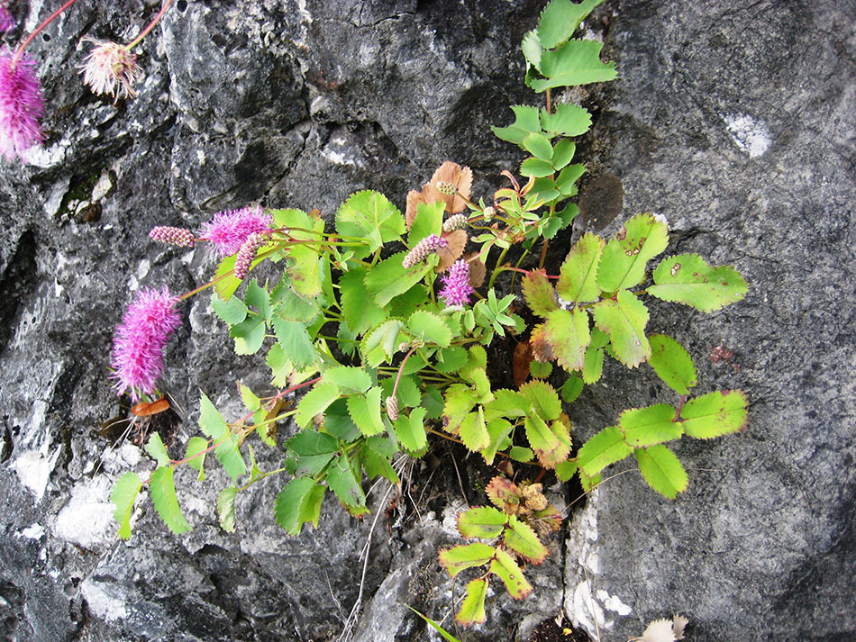 Sanguisorba magnifica