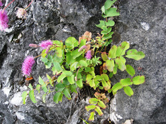 Sanguisorba magnifica