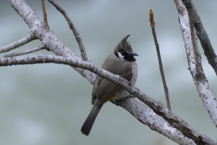 Pycnonotus leucogenys