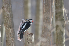Dendrocopos major
