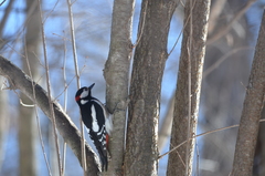 Dendrocopos major