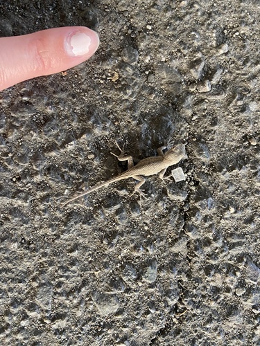 Common Sagebrush Lizard, Sceloporus graciosus