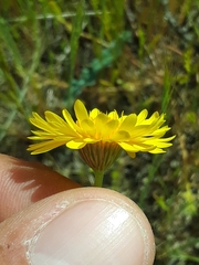 Pentachaeta aurea