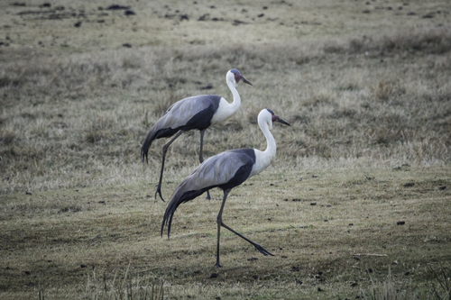Wattled Crane