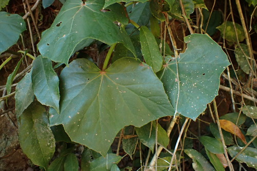 Begonia reniformis