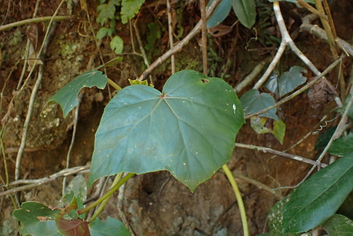 Begonia reniformis, photograph 1