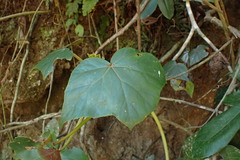 Begonia reniformis, photograph (c) agujaceratops, some rights reserved (CC BY)