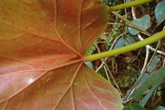 Begonia reniformis, photograph (c) agujaceratops, some rights reserved (CC BY)
