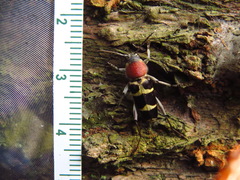 Xylotrechus rufilius