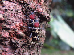 Xylotrechus rufilius