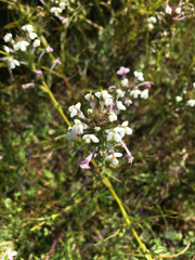 Triphysaria versicolor versicolor