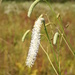 Sanguisorba parviflora - Photo (c) V.S. Volkotrub, vissa rättigheter förbehållna (CC BY-NC), uppladdad av V.S. Volkotrub