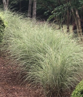 Atlas Fescue (Festuca mairei)
