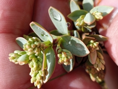 Veronica godefroyana (Veronica godefroyana)