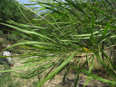 Astianthus viminalis