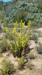 Diplacus clevelandii