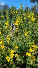 Diplacus clevelandii