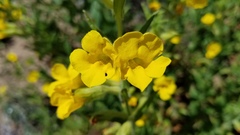 Diplacus clevelandii