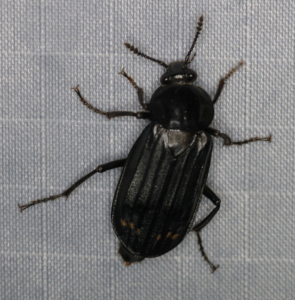 Redlined Carrion Beetle from Chalet 7, Pourvoirie Grand Lac du Nord on