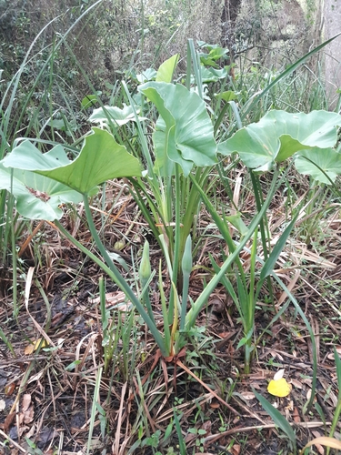 Thaumatophyllum tweedieanum, 2023-12-13