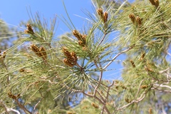 Pinus