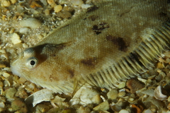 Whiskered Sole photo 5