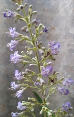 Vitex negundo