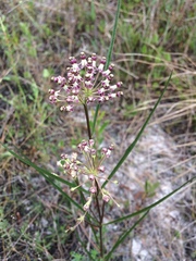Asclepias longifolia