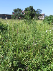 Sanguisorba tenuifolia