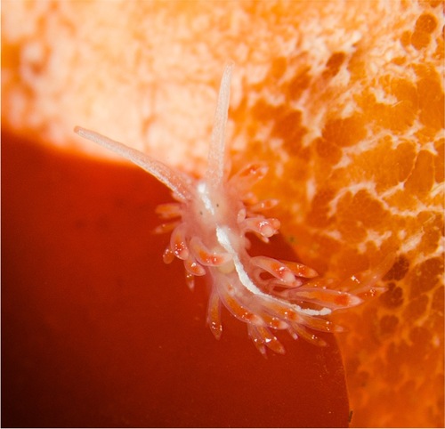 Red Sparkly Aeolid
