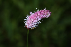 Sanguisorba tenuifolia