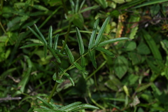 Sanguisorba tenuifolia