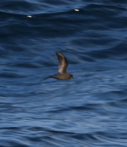 Least Storm Petrel (Hydrobates microsoma), photo 6