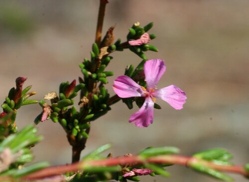 four petaled frankenia (Frankenia tetrapetala)