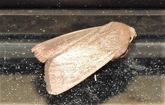 Leucania abdominalis