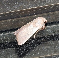 Leucania abdominalis