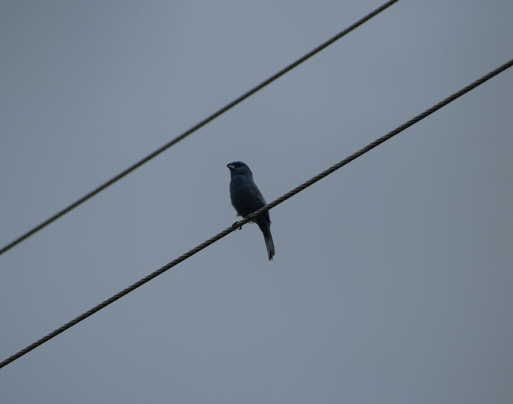 Glaucous-blue Grosbeak