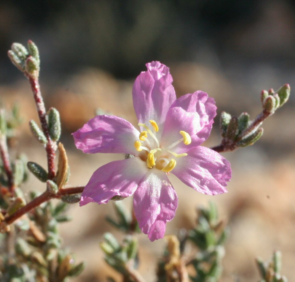 Frankenia laxiflora