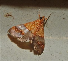Tetracona amathealis
