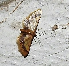 Idaea trypheropa