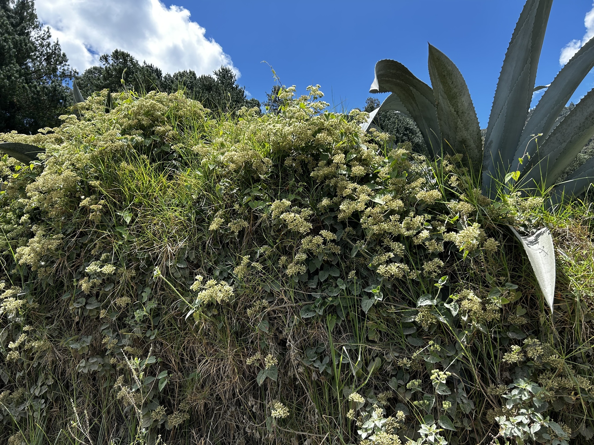 Mikania cordifolia image