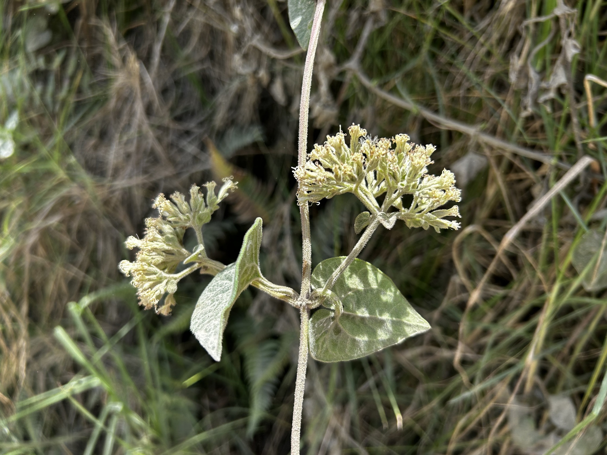 Mikania cordifolia image