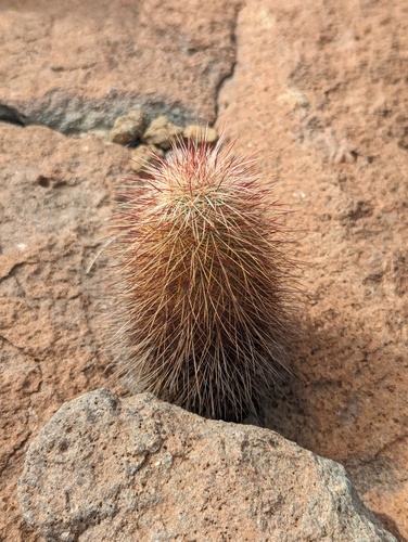 Echinocereus russanthus
