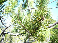 Pinus contorta bolanderi
